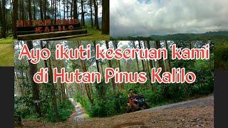 Hutan Pinus Kalilo Kaligesing Purworejo Jawa Tengah