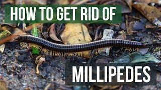 How to Get Rid of Millipedes 4 Easy Steps