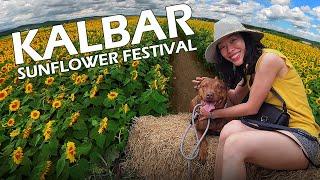 Kalbar Sunflower Festival  A great Brisbane Day Trip