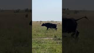 #lions attacks and Kill Mother #buffalo and Newborn Calf  Banok Safaris