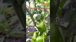 Backyard Organic Farming  No Pesticides  Green Vegetables   Leafy Vegetables