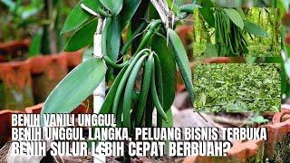 Benih Unggul Vanili Langka Peluang Produsen Terbuka