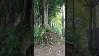 akar menembus bumi #shorts #shortsviral  #viralvideos #hutan #alam