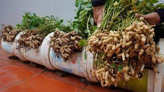 Another method to grow peanuts for your family the secret to having large & abundant tubers