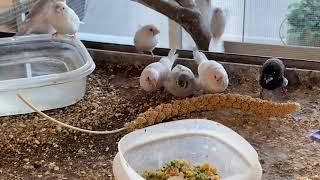 Zebra Finches The Good The Bad and The Ugly