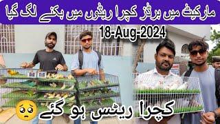 parrots price decreased in 18-8-2024 l Lalukhet birds market l Bidding & pice in Urdu Hindi