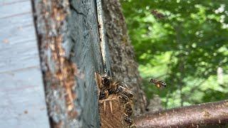 Как поймать бродячий рой пчёл? 4 ловушки из 8 сработали