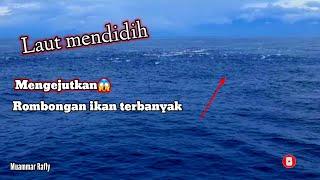 Rombongan ikan terbanyak air laut mendidih Nelayan Pasang Pukat Cincin