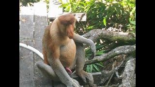 LABUK BAY PROBOSCIS MONKEY SANCTUARY - Borneo Sabah Malaysia