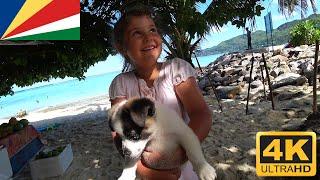 Puppy Fairyland Beach Mahé Seychelles