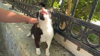 Chubby cats hilarious reaction to back scratches