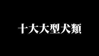 忠誠勇敢? 極具威嚴的世界十大大型犬類