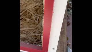  Easy  -  $30.00 Chicken Coop Automatic Door - Install 
