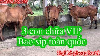 0708Trại bò phong ba tri 2Báo giá công khai tiếp tục nhé cả nhà