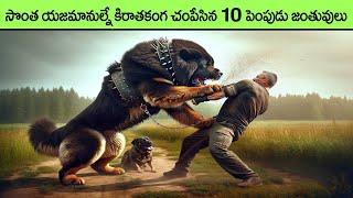 ఇది మహా దారుణం.. సొంత యజమానుల్నే ....  pet animals and owners fight  facts in telugu  telugu news