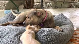 Puppy cam Astrid you stole BACCOS bone