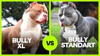 American Bully XL vs American Bully Standard What are the biggest differences and advantages?