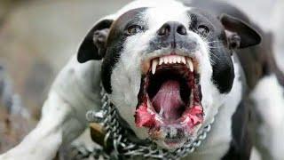 rRelationships Husband Left Me to Die with Rabid Pitbull