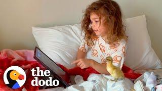 Little Girl And The Baby Duck She Rescued Are Now BFFs  The Dodo