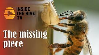 Modern BEEKEEPING biggest MISTAKE