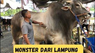 Sapi PO Crossing Asal Lampung Akhirnya Pindah  Ke Lembu Benggolo Deal Di Kontes APPSI Kemayoran