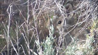 Cute Wild Cottontail Bunny