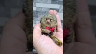 The worlds smallest monkey - A pygmy marmoset - Notable for weighing just over 100 grams