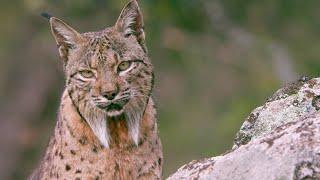 The Elusive Iberian Lynx  Wild Stories  BBC Earth