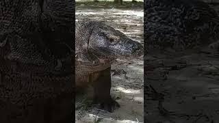 KOMODO DRAGON THE BIG LIZARD IN THE WORLD #komodo #animals #komodonationalpark #monitorlizard