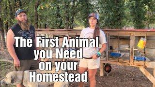 Why you need these on your homestead  Castration update