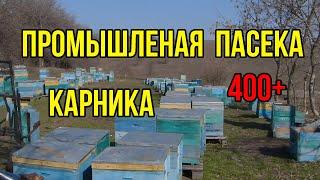 Технология содержания промышленная пасека карники. Пакеты украинской степной пчелы