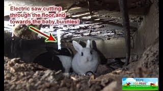 We had to use an electric SAW to save this family of homeless bunnies DANGEROUS RESCUE #bunny