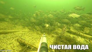 Подводная Охота в Волгограде САМАЯ ЧИСТАЯ ВОДА. Большие Стаи Рыбы. Сом Щука Карп Новый сезон
