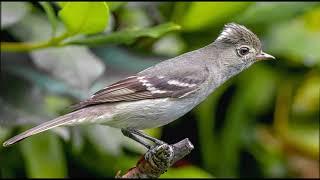 bird sound HD - Canto de aves de Chile - Sonidos de aves de los campos y bosques de Chile