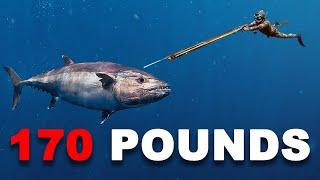 Spearfishing GIANT Dogtooth Tuna... 90 ft. Deep
