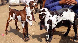 Bakra Mandi Sahiwal - Latest Rates Of Goats Baby Kids