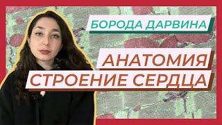 Анатомия — Строение сердца.