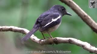 Kicau Burung Nyanyian & Panggilan MAGPIE-ROBIN ORIENTAL Wanita Singapura