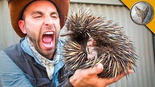 LIVING BALL OF SPIKES