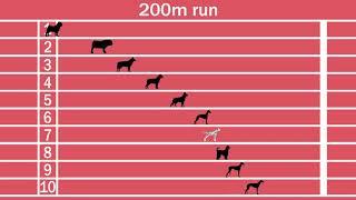 Dog breeds speed comparison Fastest and slowest dogs