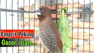 scaly breasted munia bird chirping singing sound like sparrow and canary 03