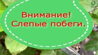 Внимание Слепые побеги. Питомник растений Е. Иващенко