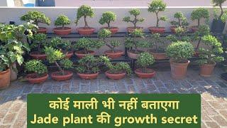 कोई माली भी नहीं बताएगा Jade Plant ग्रोथ का टॉप सीक्रेट  Jade plant care  एकबार जड़ो में मिला दो