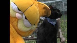 Garfield Visits A Pet Shelter - SELFIE