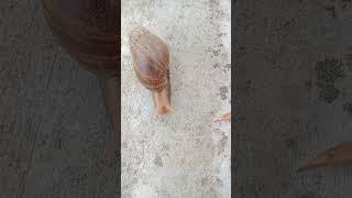 SNAIL CRAWLING IN THE ROAD #shortvideo