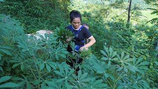 Single mother   Journey to green the forest and compost cassava leaves for food