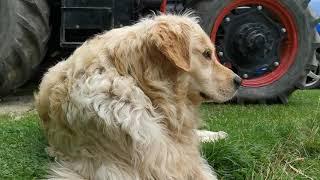 Golden Retriever howling