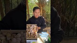 Wisata Kebun kurma Madinah ketemu sama orang Sukabumi