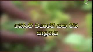 බෝංචි වගාවේ කහ විම පාලනය-Department Of Agriculture Sri lanka Krushi tv channel