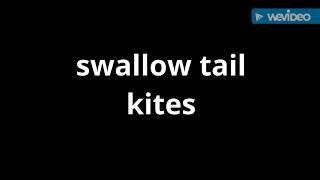 SWALLOW TAIL KITE